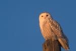 Click for hi-resolution image of a Snowy Owl.